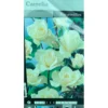 Rosal Trepador Camelia M20 180cm (blanco)