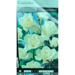 Rosal Trepador Camelia M20 180cm (blanco)