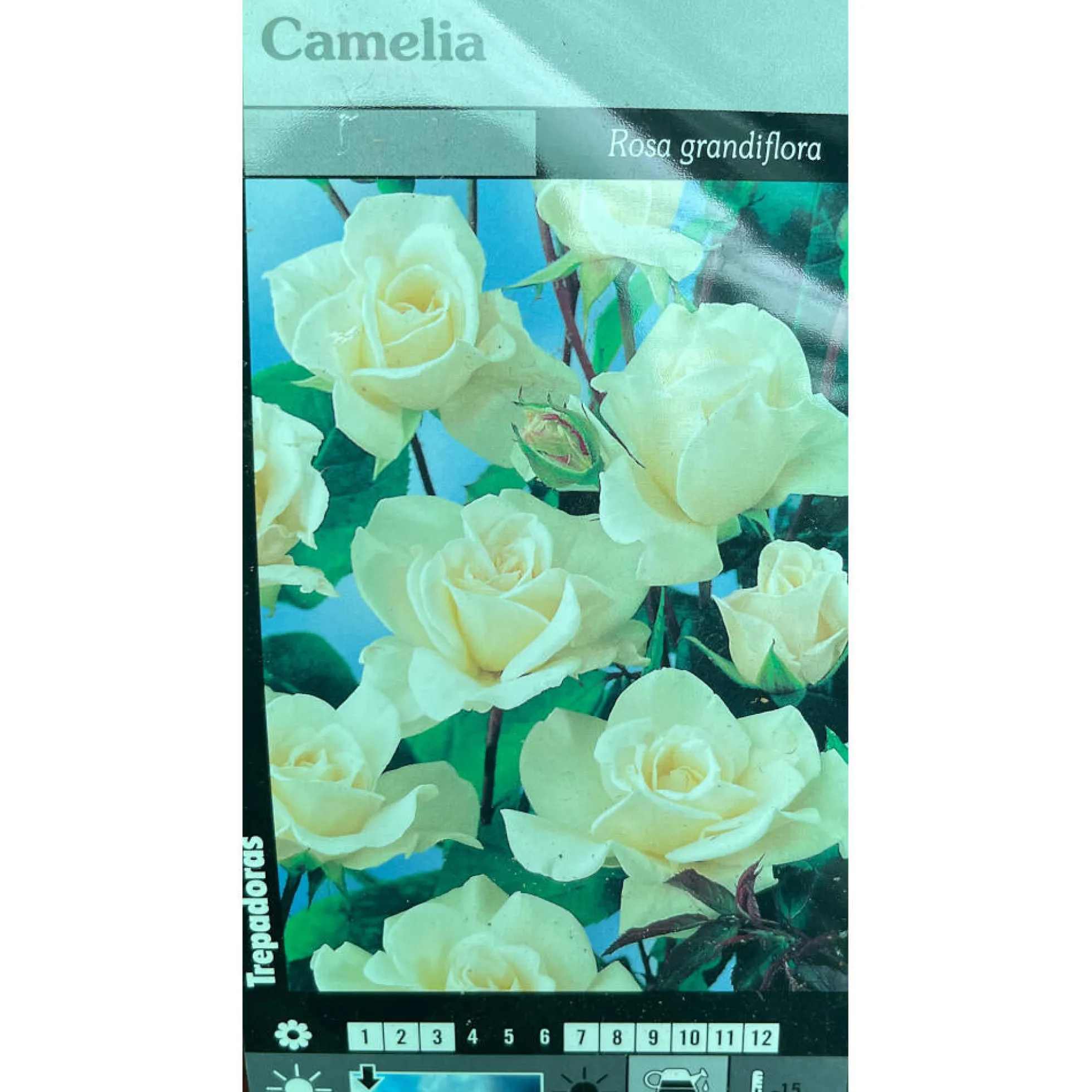 Rosal Trepador Camelia M20 180cm (blanco)