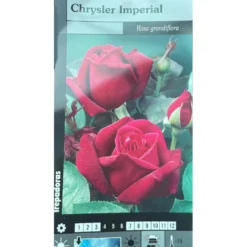 Rosal Trepador Chrysler Imperial M20 180cm (rojo)
