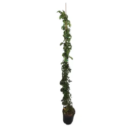 Rosal Trepador Landora M20 180cm (amarillo)