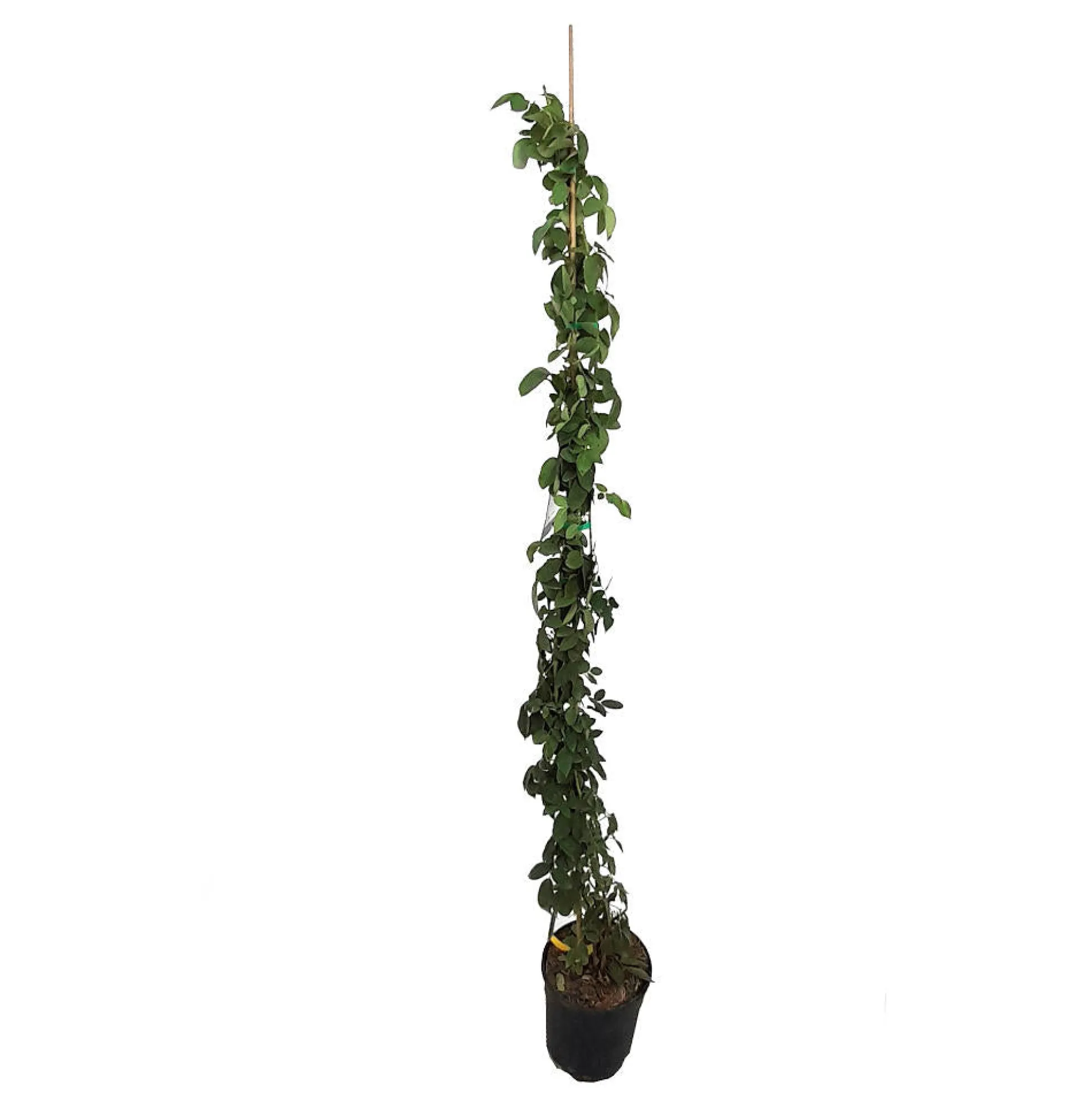 Rosal Trepador Landora M20 180cm (amarillo)