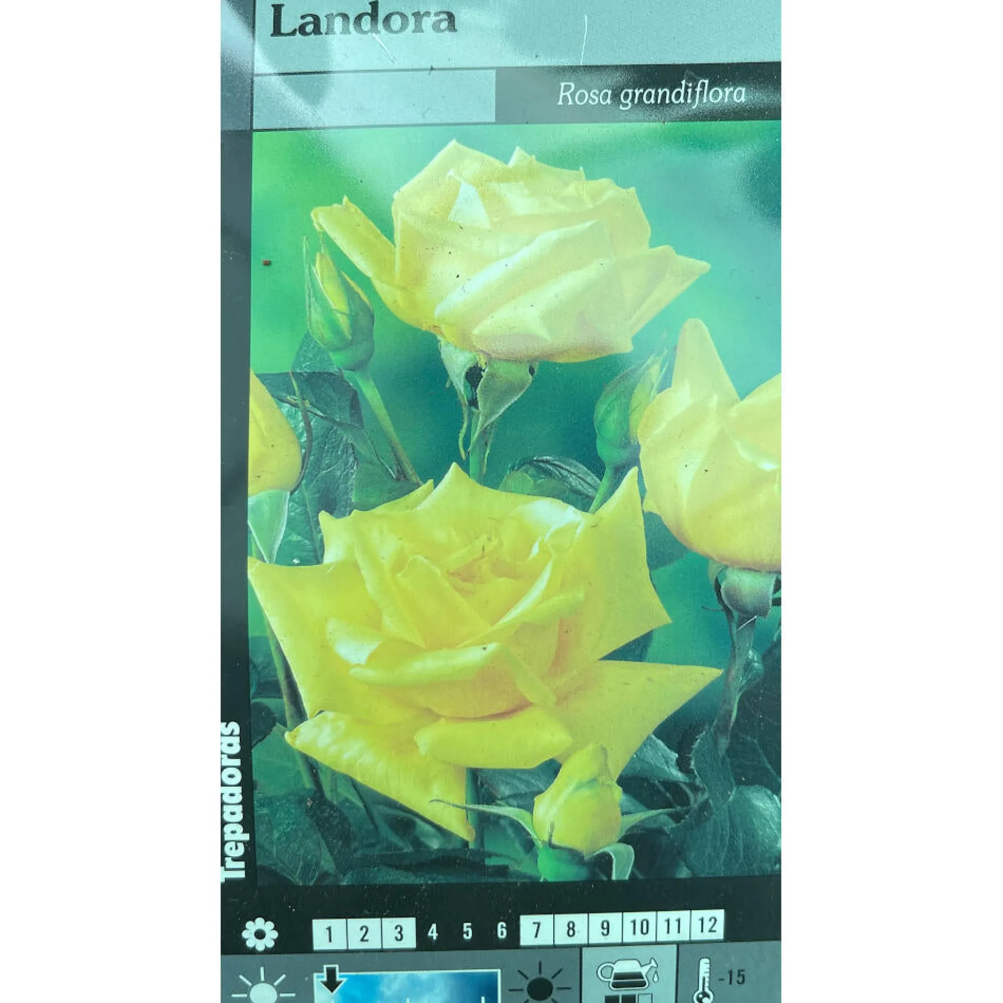 Rosal Trepador Landora M20 180cm (amarillo)