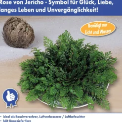 Rose Of Jericho