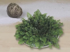 Rose Of Jericho