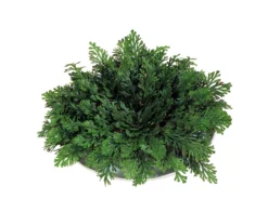 Rose Of Jericho