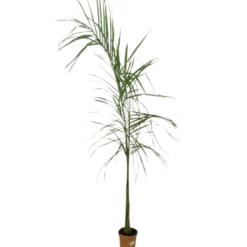 Roystonea Regia M25