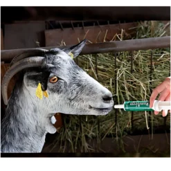 RumiVerm (30ml) - Complemento nutricional en pasta para cabras, ovejas y otros rumiantes – Apoyo digestivo