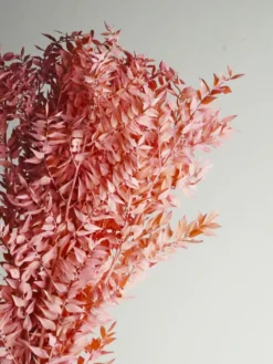 Ruscus Preservado