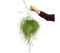 Russelia Equisetiformis M15