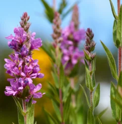Salicaria Lythrum Salicaria Planta Estanque - Set 4 Plantas Con Cesta Y Sustrato