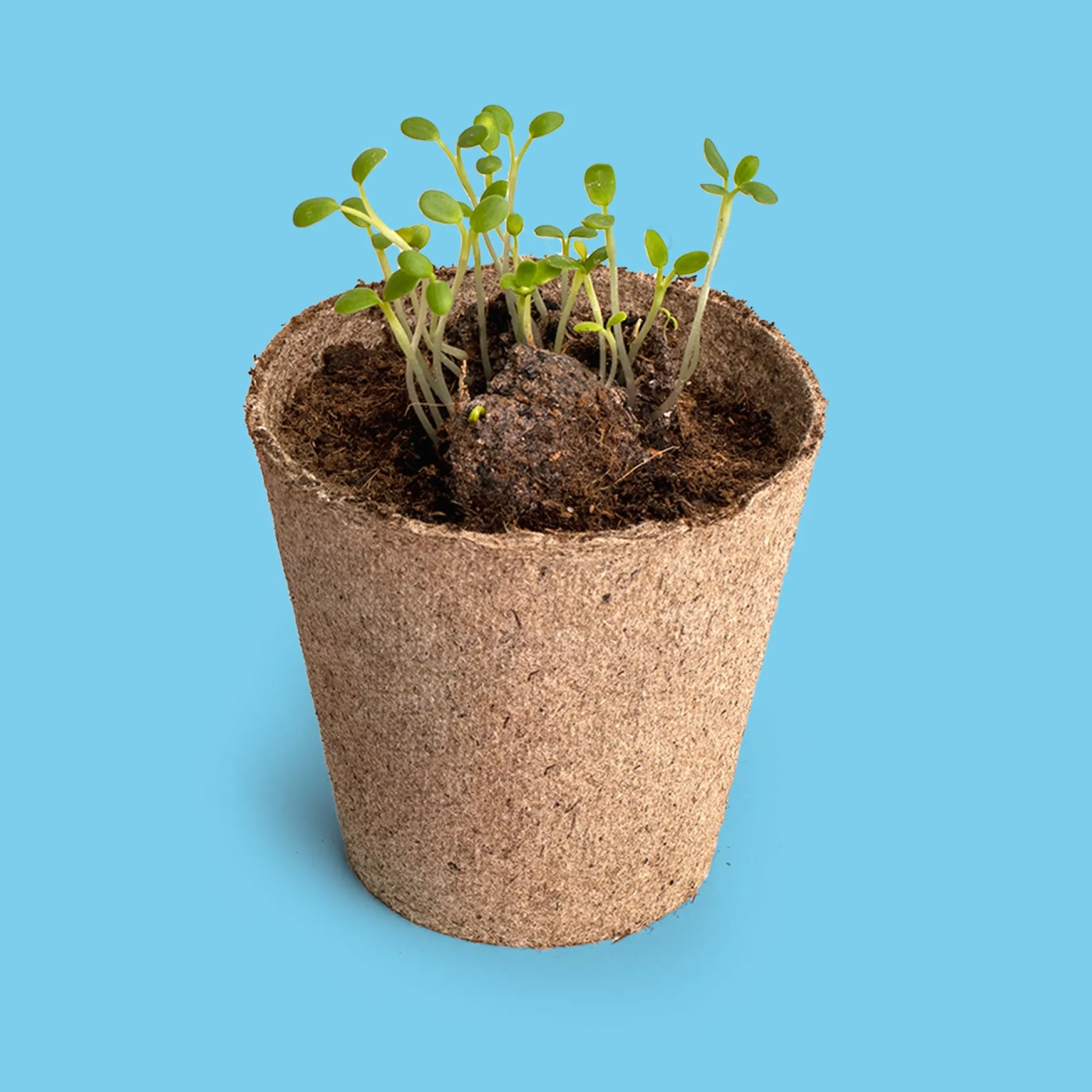 Salvemos a las Abejas – Kit Flores Melíferas con Bomba de Semillas, Regalo Educativo - Resetea