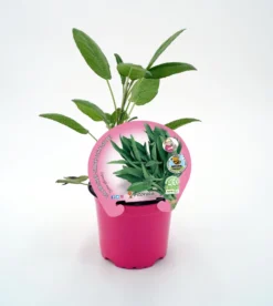 Salvia En Maceta 10,5 Cm. Natural. - Fitoralia