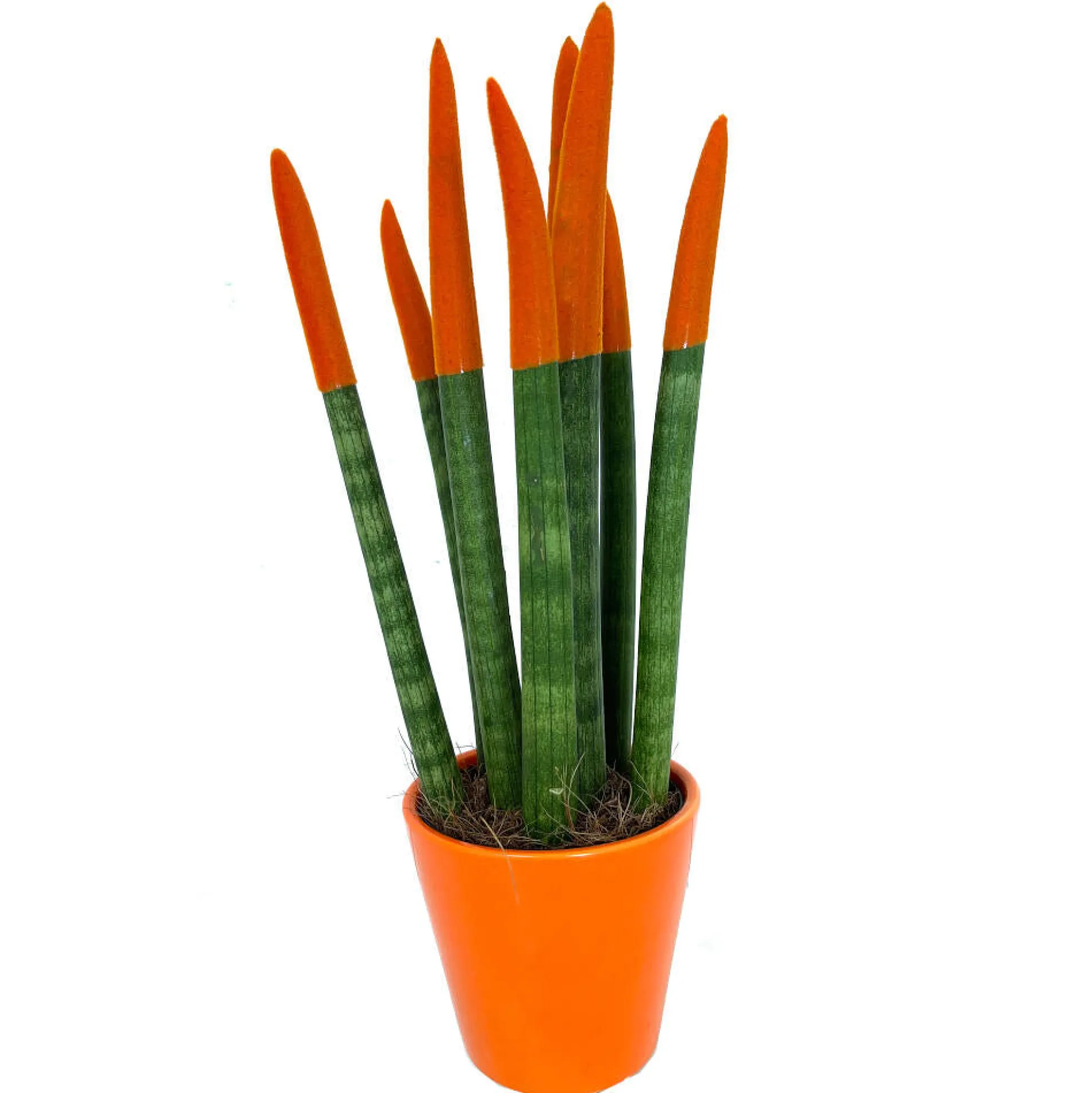 Sansevieria Cilindrica Pintada M8 25cm (lengua De Suegra)