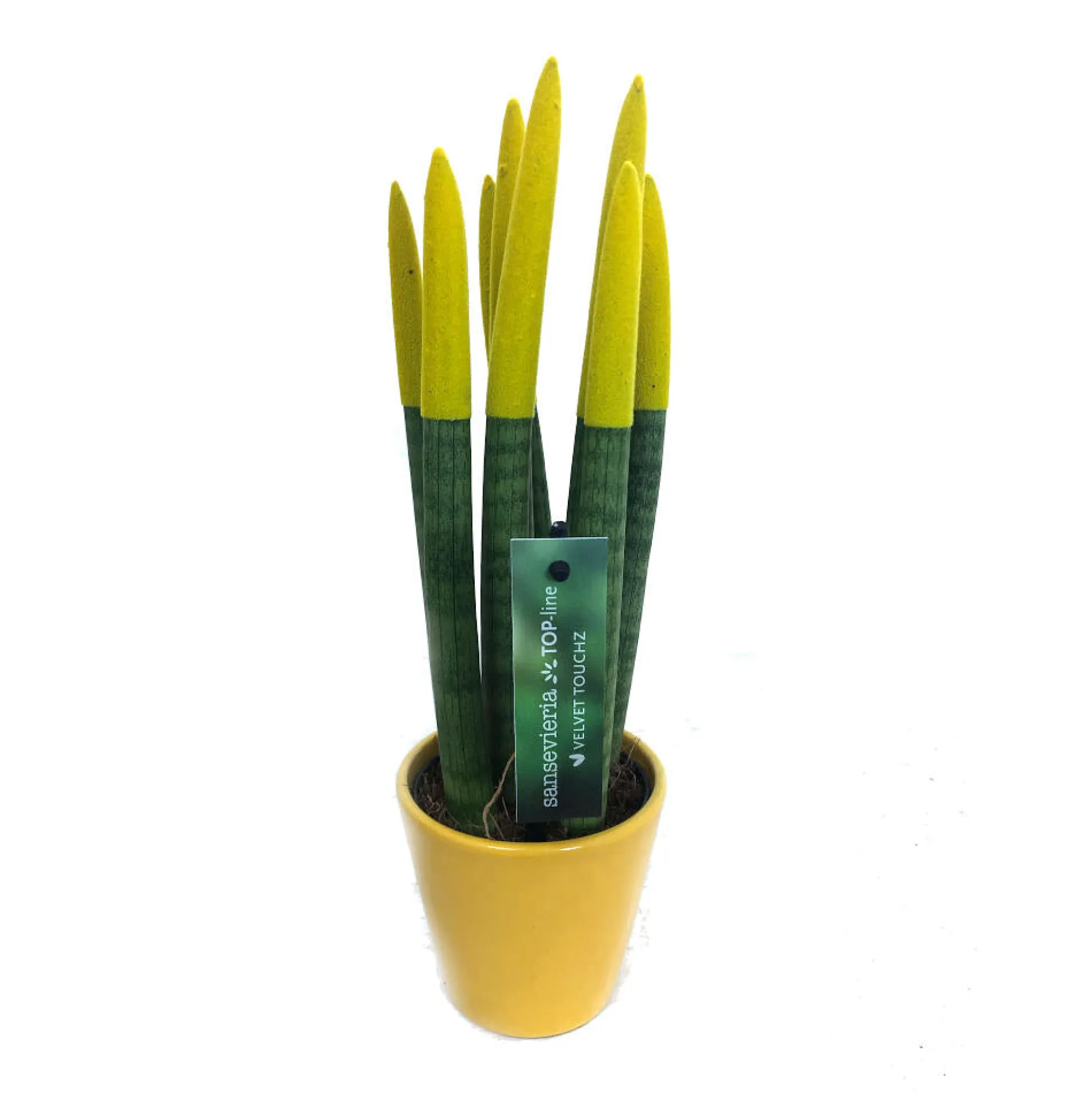 Sansevieria Cilindrica Pintada M8 25cm (lengua De Suegra)