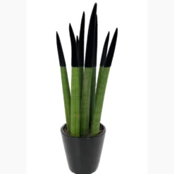 Sansevieria Cilindrica Pintada M8 25cm (lengua De Suegra)