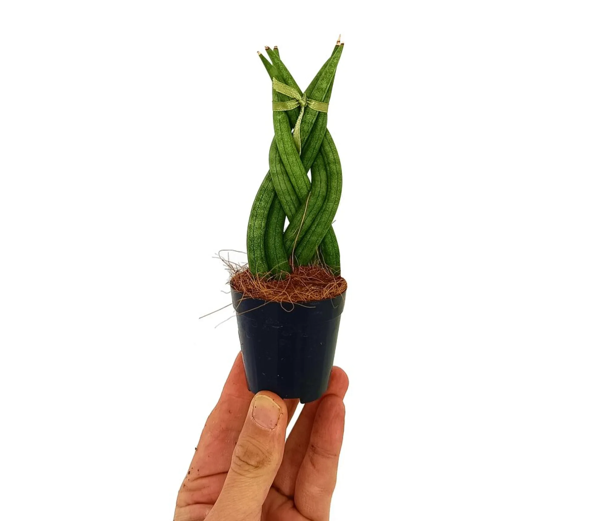 Sansevieria Cilíndrica Trenzada M6