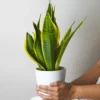 Sansevieria Futura Superba