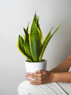 Sansevieria Futura Superba