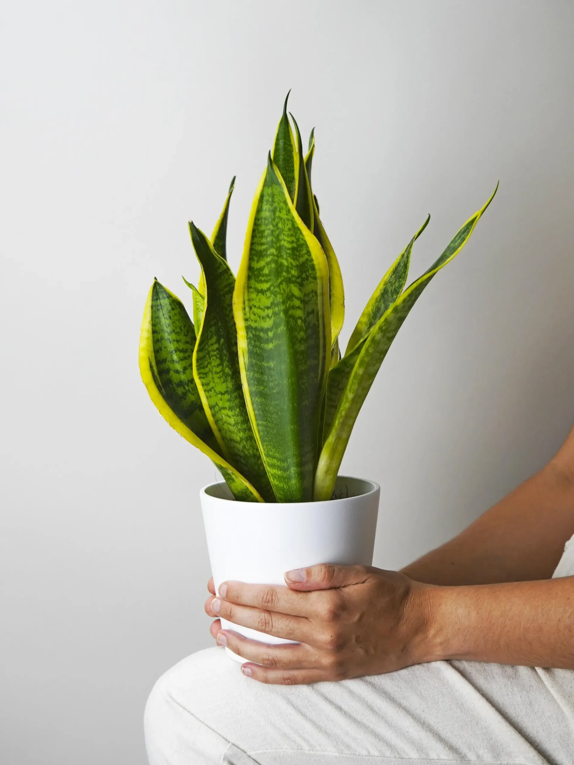 Sansevieria Futura Superba