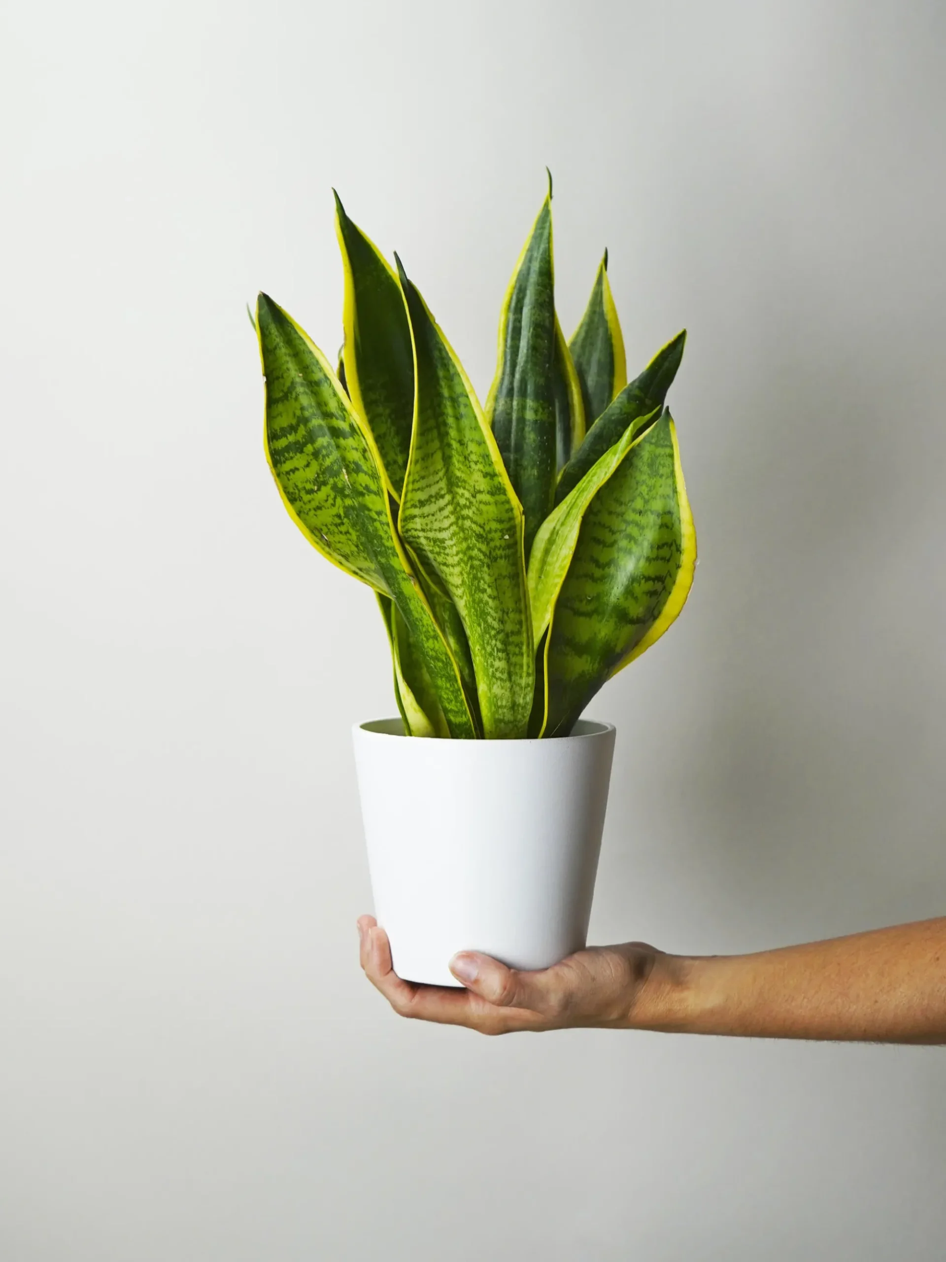 Sansevieria Futura Superba