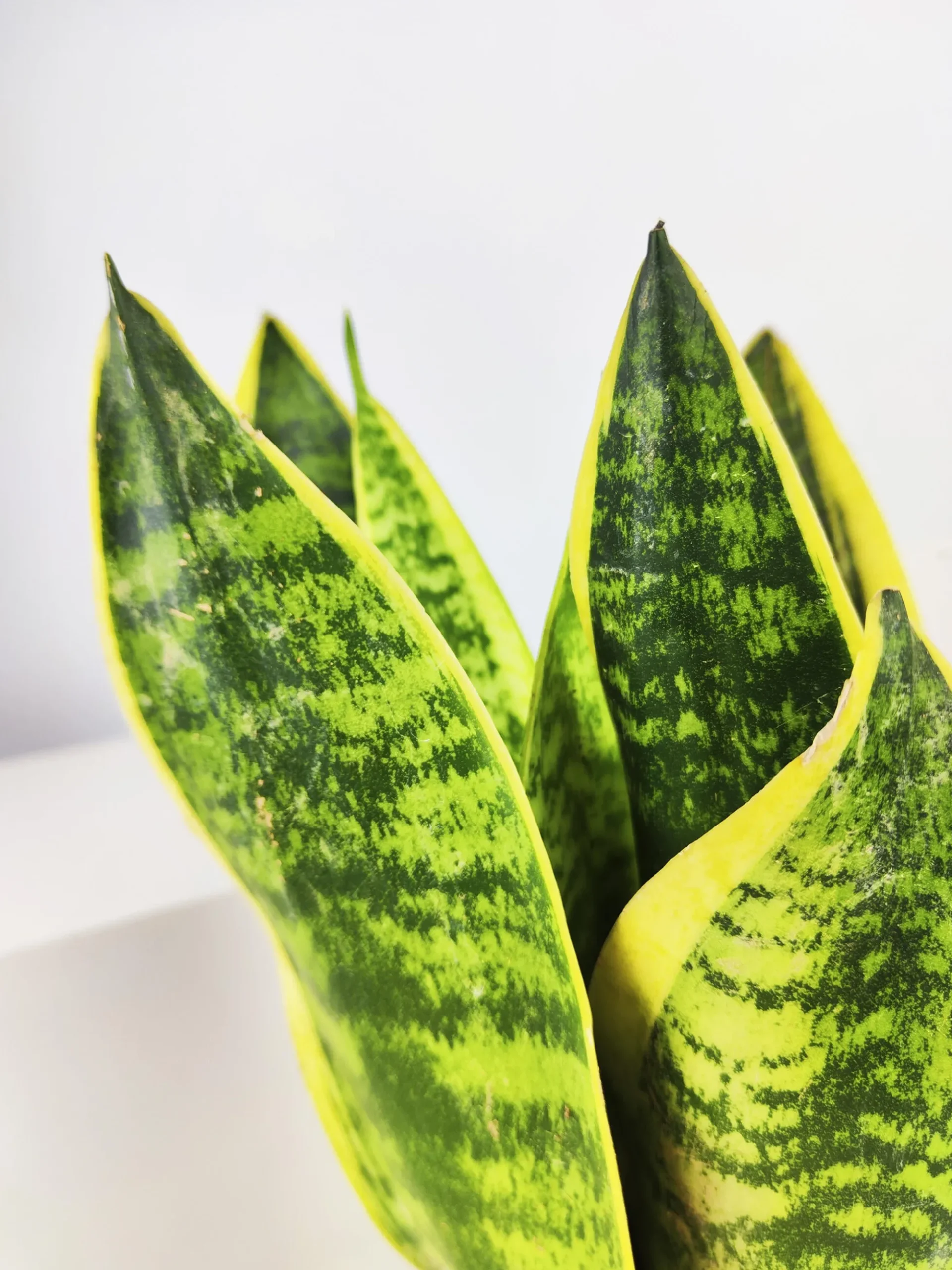 Sansevieria Futura Superba