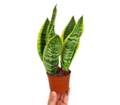 Sansevieria Futura Superba M9 (lengua De Suegra)