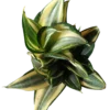 Sansevieria Hahnii Golden Planta Mini Ø6