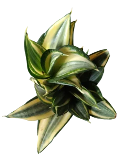 Sansevieria Hahnii Golden Planta Mini Ø6