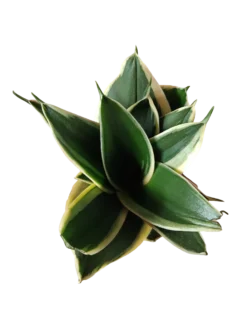 Sansevieria Hahnii Pagoda Planta De Interior