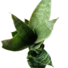 Sansevieria Hahnii Zeylanica Mini Ø6