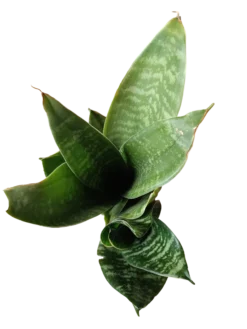 Sansevieria Hahnii Zeylanica Mini Ø6
