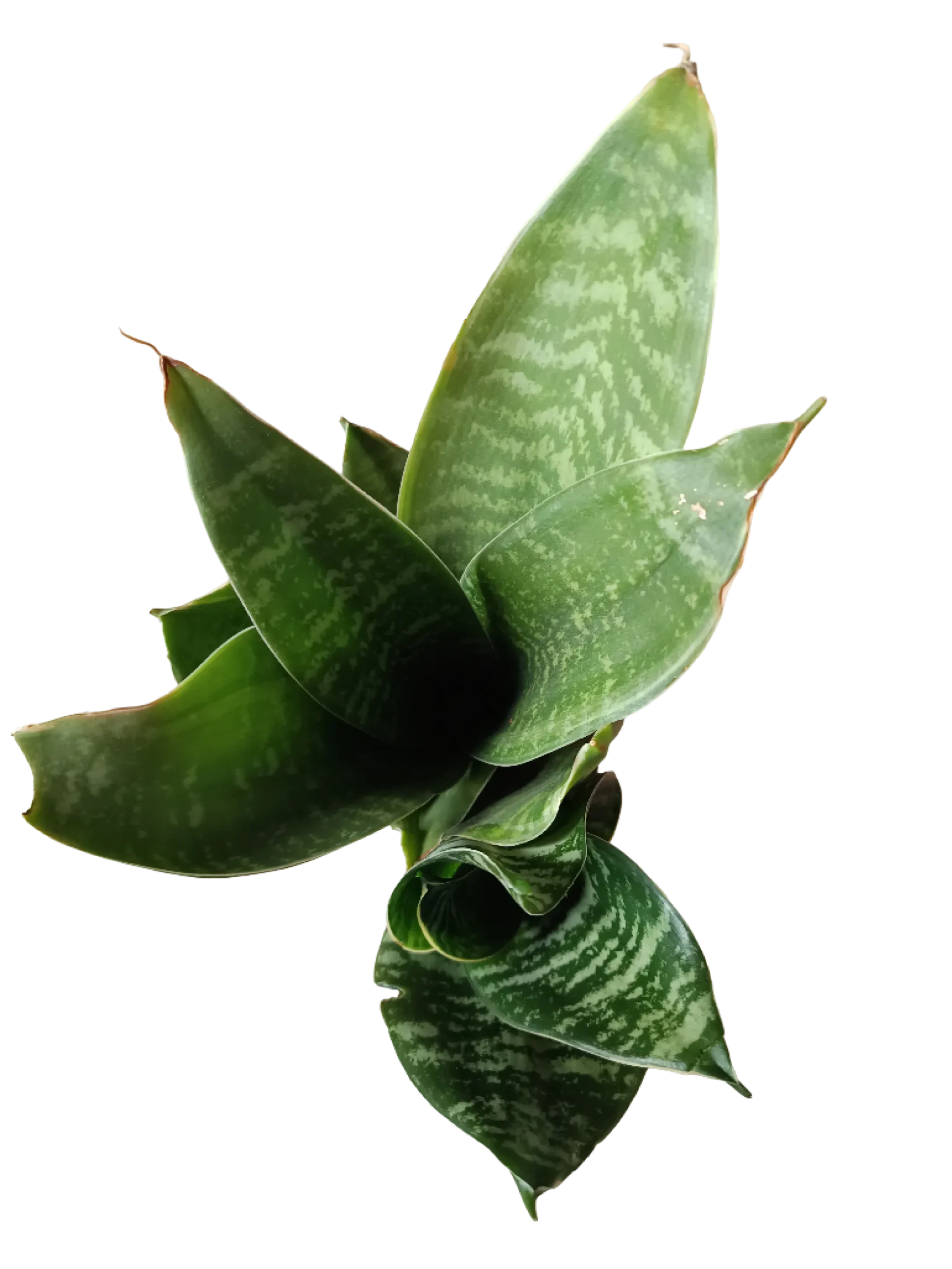 Sansevieria Hahnii Zeylanica Mini Ø6