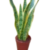 Sansevieria Laurenti Ø14 - 50 Cms Altura Planta De Interior Purificante