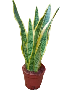 Sansevieria Laurenti Ø14 - 50 Cms Altura Planta De Interior Purificante