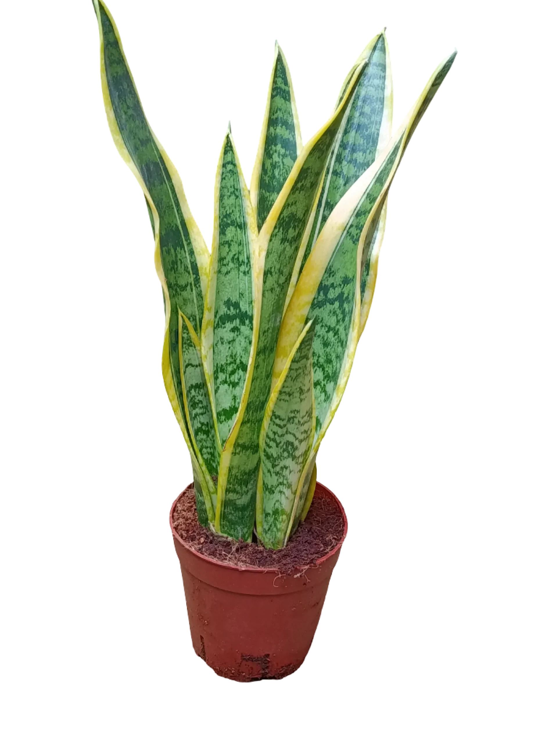 Sansevieria Laurenti Ø14 - 50 Cms Altura Planta De Interior Purificante