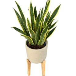 Sansevieria Laurentii: Estilo Y Frescura Con La Lengua De Suegra M20
