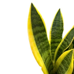 Sansevieria Laurentii: Estilo Y Frescura Con La Lengua De Suegra M17
