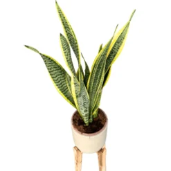 Sansevieria Laurentii: Estilo Y Frescura Con La Lengua De Suegra M17