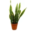 Sansevieria Laurentii M20 55-70cm (lengua De Suegra)
