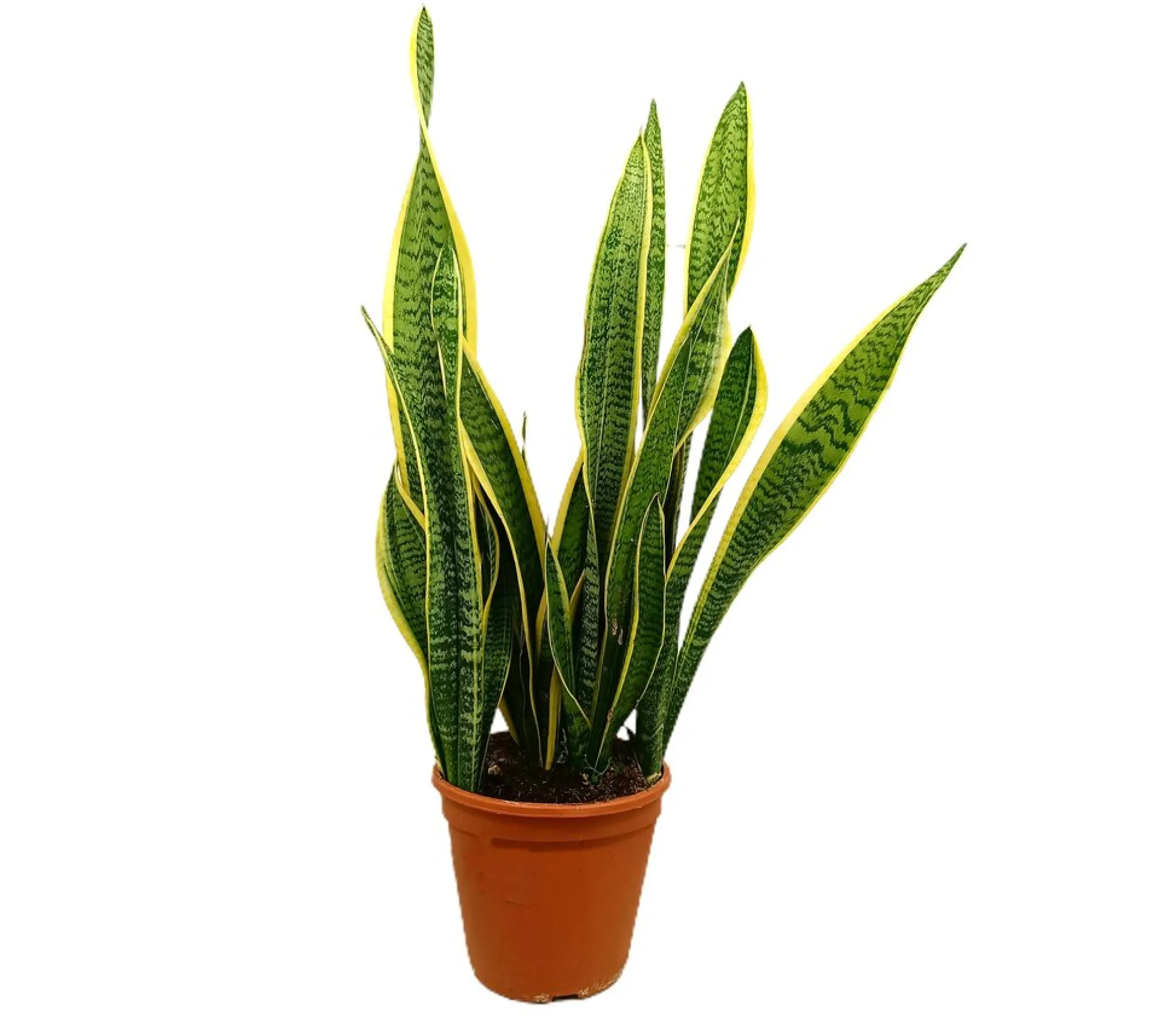 Sansevieria Laurentii M20 55-70cm (lengua De Suegra)