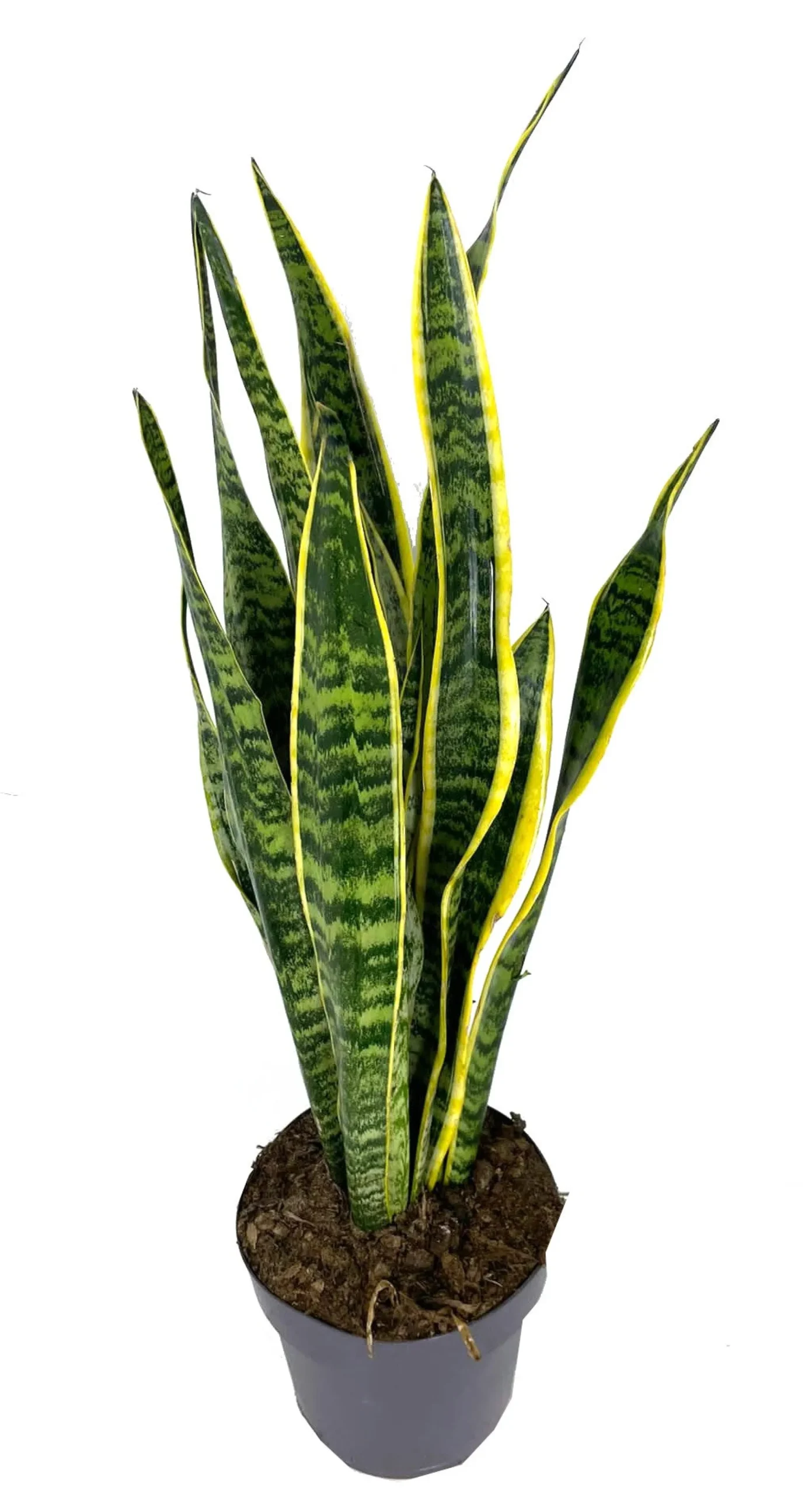 Sansevieria Laurentii M20 55-70cm (lengua De Suegra)