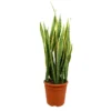 Sansevieria Laurentii M25 70-90cm (lengua De Suegra)