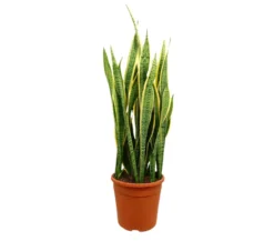 Sansevieria Laurentii M25 70-90cm (lengua De Suegra)