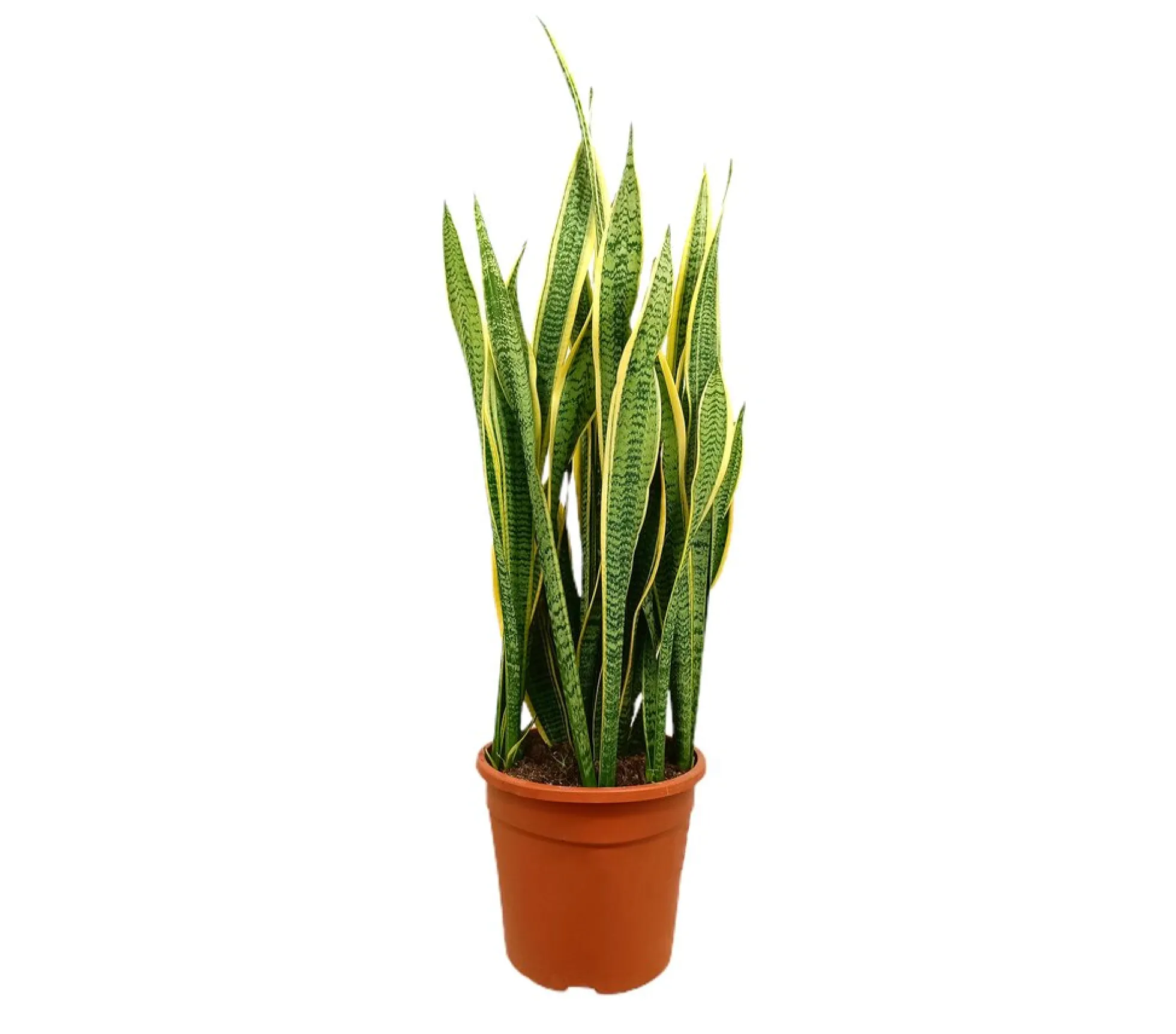 Sansevieria Laurentii M25 70-90cm (lengua De Suegra)