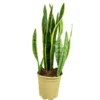 Sansevieria Laurentii M24 80cm (lengua De Suegra)