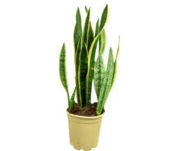 Sansevieria Laurentii M24 80cm (lengua De Suegra)