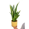 Sansevieria Laurenti M14 45cm (lengua De Suegra)