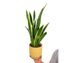Sansevieria Laurenti M14 45cm (lengua De Suegra)