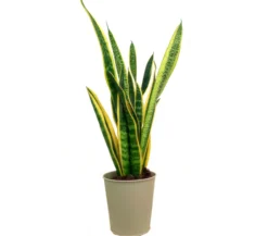 Sansevieria Laurenti M14 45cm (lengua De Suegra)